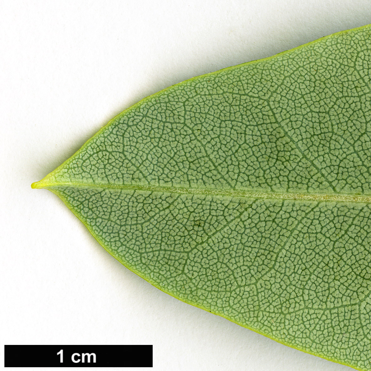 High resolution image: Family: Ericaceae - Genus: Rhododendron - Taxon: fortunei - SpeciesSub: subsp. discolor